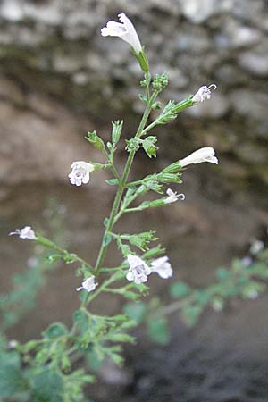 Clinopodium nepeta \ Kleinbltige Bergminze / Lesser Calamint, GR Meteora 28.8.2007