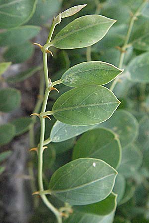 Capparis spinosa var. canescens \ Sizilianischer Kapernstrauch / Sicilian Caper, GR Nauplia/Nafplion 3.9.2007