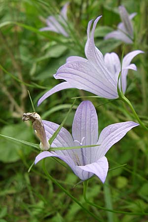 Campanula spathulata subsp. sprunerana ? / Spoon-Shaped Bellflower, GR Igoumenitsa 13.5.2008