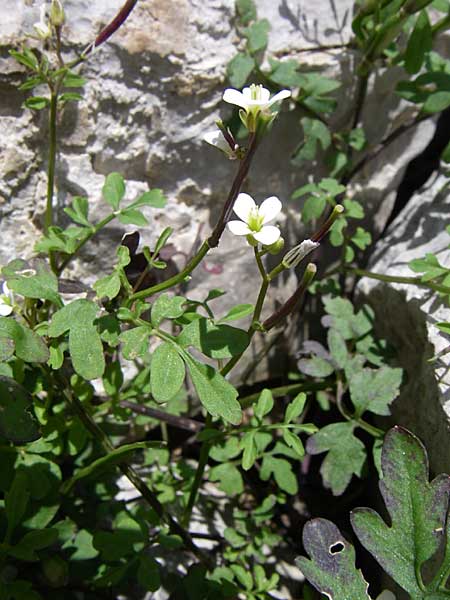 Cardamine graeca \ Griechisches Schaumkraut / Greek Bitter-Cress, GR Zagoria, Vikos - Schlucht / Gorge 15.5.2008