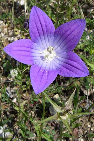 Campanula ramosissima \ Verzweigte Glockenblume, GR Zagoria, Aristi 16.5.2008