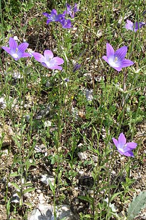 Campanula ramosissima \ Verzweigte Glockenblume, GR Zagoria, Aristi 16.5.2008