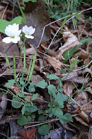 Cardamine graeca \ Griechisches Schaumkraut / Greek Bitter-Cress, GR Aoos - Schlucht / Gorge 16.5.2008