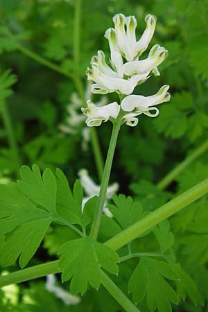 Corydalis alba \ Blagelber Lerchensporn, GR Hymettos 4.4.2013