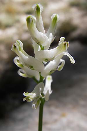 Corydalis alba \ Blagelber Lerchensporn / Pale Corydalis, GR Hymettos 4.4.2013