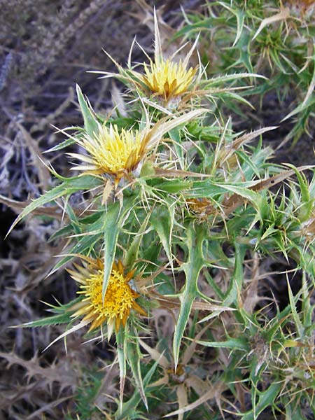 Carlina lanata ? \ Purpur-Golddistel / Purple Carline Thistle, GR Euboea (Evia), Karistos 28.8.2014