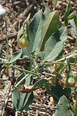 Convolvulus arvensis \ Acker-Winde, GR Euboea (Evia), Istiea 27.8.2017