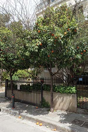 Citrus x aurantium \ Bitterorange, Pomeranze / Bitter Orange, Seville Orange, GR Athen 10.4.2019