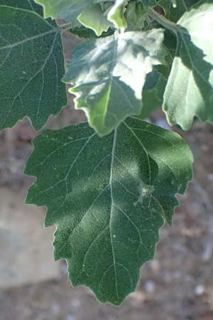 Chenopodium album \ Weier Gnsefu, Wilde Melde / Fat Hen, GR Peloponnes, Stoupa 24.5.2024