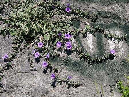 Campanula andrewsii subsp. andrewsii \ Kriechende Glockenblume / Andrews' Bellflower, GR Akrokorinth 9.4.2011 (Photo: Gisela Nikolopoulou)