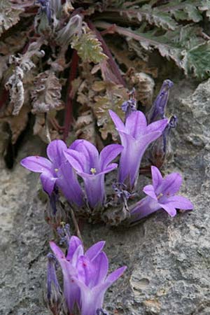 Campanula andrewsii subsp. andrewsii \ Kriechende Glockenblume / Andrews' Bellflower, GR Akrokorinth 24.4.2014 (Photo: Gisela Nikolopoulou)