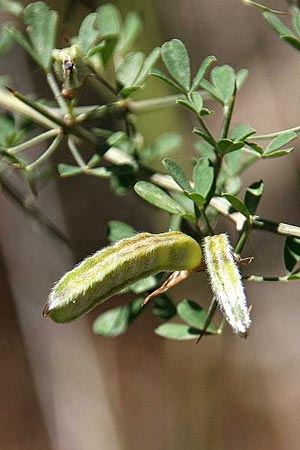 Calicotome villosa \ Behaarter Dorn-Ginster, GR Akrokorinth 3.5.2015 (Photo: Gisela Nikolopoulou)