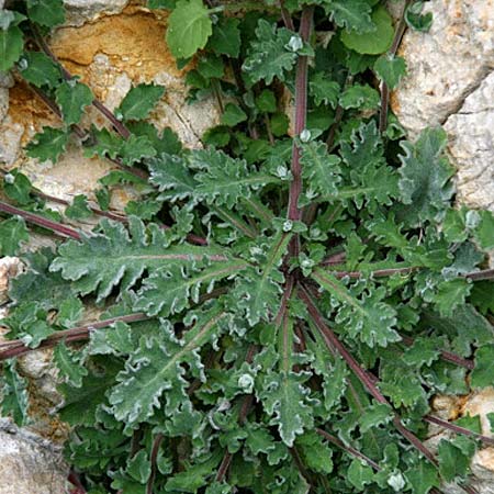 Campanula andrewsii subsp. andrewsii \ Kriechende Glockenblume / Andrews' Bellflower, GR Akrokorinth 11.3.2014 (Photo: Gisela Nikolopoulou)