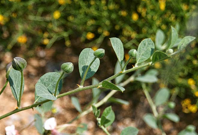 Capparis spinosa var. canescens / Sicilian Caper, GR Corinth 2.6.2011 (Photo: Gisela Nikolopoulou)