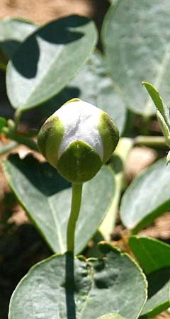 Capparis spinosa var. canescens \ Sizilianischer Kapernstrauch, GR Korinth 16.6.2014 (Photo: Gisela Nikolopoulou)