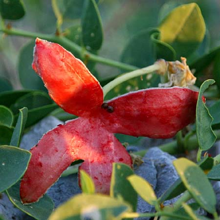 Capparis spinosa var. canescens / Sicilian Caper, GR Corinth 21.8.2011 (Photo: Gisela Nikolopoulou)