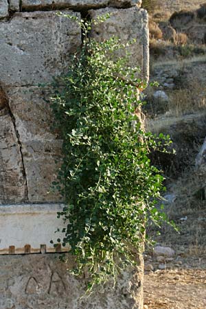 Capparis spinosa var. canescens \ Sizilianischer Kapernstrauch, GR Korinth 9.9.2012 (Photo: Gisela Nikolopoulou)