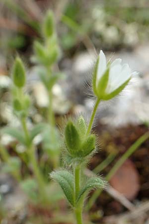 Cerastium illyricum subsp. brachiatum / Illyrian Mouse-Ear, GR Hymettos 20.3.2019