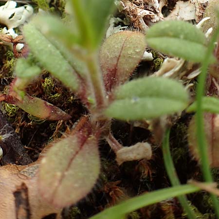 Cerastium illyricum subsp. brachiatum \ Illyrisches Hornkraut / Illyrian Mouse-Ear, GR Hymettos 20.3.2019