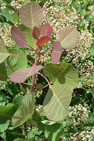 Cotinus coggygria / Smoke Tree, GR Parnitha 22.5.2008