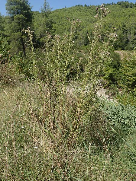 Cirsium creticum \ Kretische Kratzdistel / Cretan Thistle, GR Euboea (Evia), Istiea 27.8.2017