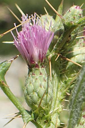 Cirsium creticum \ Kretische Kratzdistel / Cretan Thistle, GR Euboea (Evia), Istiea 27.8.2017