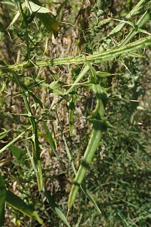 Cirsium creticum / Cretan Thistle, GR Euboea (Evia), Istiea 27.8.2017