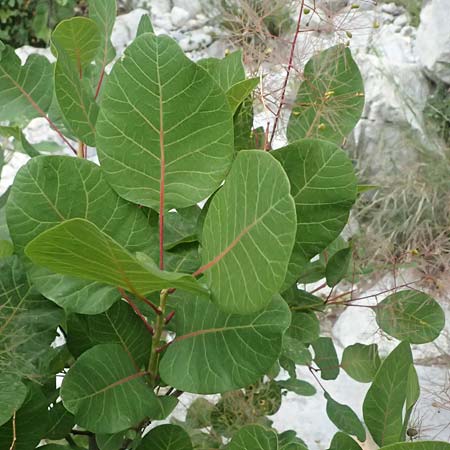 Cotinus coggygria \ Perckenstrauch / Smoke Tree, GR Peloponnes, Taygetos, Viros - Schlucht / Gorge 29.5.2024