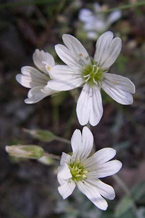 Cerastium decalvans \ Verkahlendes Hornkraut / Balding Mouse-Ear, GR Aoos - Schlucht / Gorge 16.5.2008