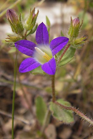 Campanula drabifolia \ Hungerblumenblttrige Glockenblume / Draba-Leaved Bellflower, GR Hymettos 2.4.2013