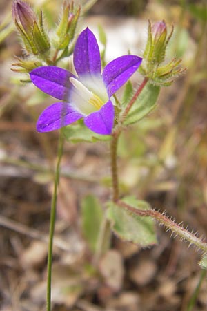 Campanula drabifolia \ Hungerblumenblttrige Glockenblume / Draba-Leaved Bellflower, GR Hymettos 2.4.2013