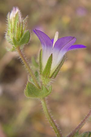 Campanula drabifolia \ Hungerblumenblttrige Glockenblume / Draba-Leaved Bellflower, GR Hymettos 2.4.2013