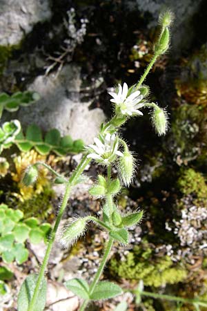 Cerastium brachypetalum subsp. roeseri \ Rsers Hornkraut / Roeser's Grey Mouse-Ear, GR Zagoria, Vikos - Schlucht / Gorge 15.5.2008