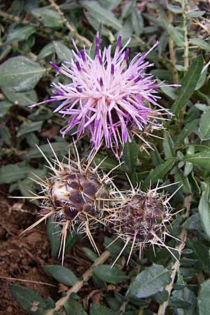 Centaurea raphanina subsp. mixta \ Rettichartige Flockenblume / Knapweed, GR Peloponnes, Zarouchla Tal / Valley 19.5.2008