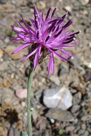 Centaurea attica \ Attische Flockenblume / Attica Knapweed, GR Parnitha 22.5.2008