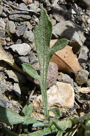 Centaurea attica \ Attische Flockenblume, GR Parnitha 22.5.2008