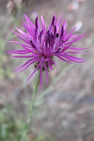 Centaurea attica \ Attische Flockenblume, GR Parnitha 22.5.2008