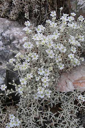 Cerastium candidissimum \ Griechischer Silber-Teppich, GR Parnitha 22.5.2008