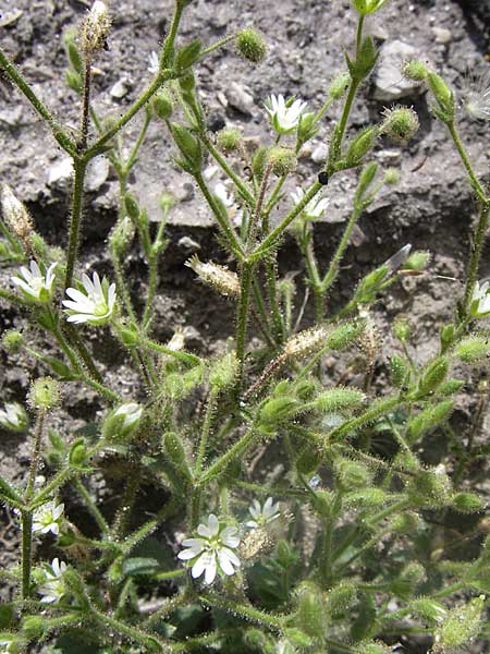 Cerastium brachypetalum subsp. pindigenum ? \ Pindus-Hornkraut / Pindus Mouse-Ear, GR Parnitha 22.5.2008