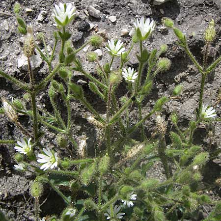 Cerastium brachypetalum subsp. pindigenum ? \ Pindus-Hornkraut / Pindus Mouse-Ear, GR Parnitha 22.5.2008