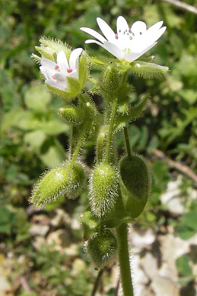 Stellaria cupaniana \ Mittelmeer-Sternmiere / Southern Chickweed, GR Peloponnes, Figalia 29.3.2013