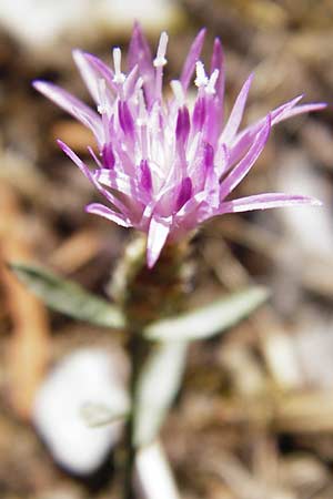 Centaurea cuneifolia subsp. pallida \ Keilblttrige Flockenblume / Wedge-Leaved Knapweed, GR Parnitha 1.9.2014