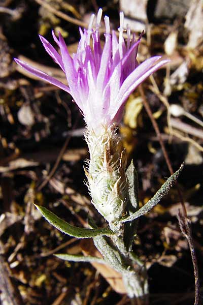 Centaurea cuneifolia subsp. pallida \ Keilblttrige Flockenblume / Wedge-Leaved Knapweed, GR Parnitha 1.9.2014