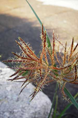 Cyperus rotundus / Purple Nut Sedge, GR Athen 4.9.2014