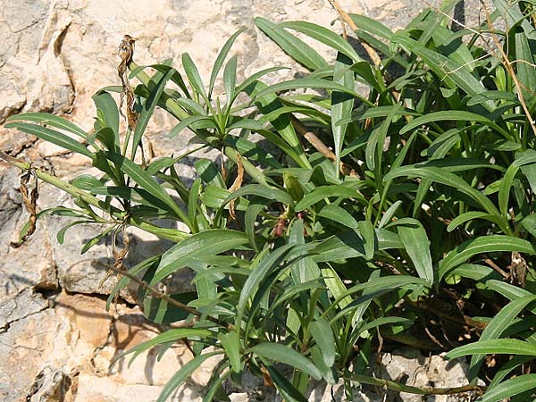 Centranthus ruber subsp. sibthorpii \ Sibthorps Spornblume / Sibthorp's Valerian, GR Akrokorinth 17.11.2013 (Photo: Gisela Nikolopoulou)