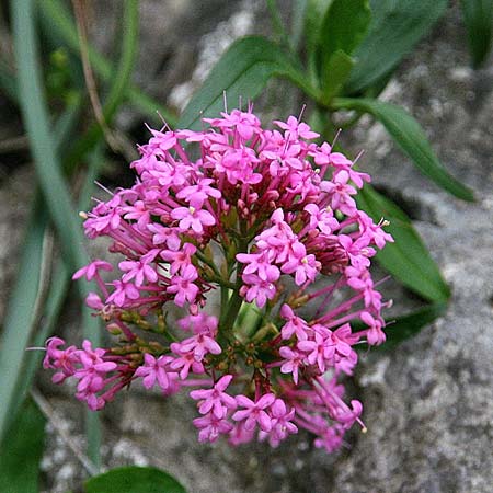 Centranthus ruber subsp. sibthorpii \ Sibthorps Spornblume / Sibthorp's Valerian, GR Akrokorinth 30.1.2014 (Photo: Gisela Nikolopoulou)