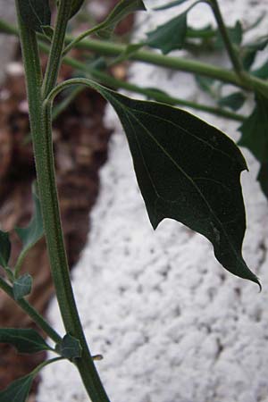 Chenopodium ficifolium \ Feigenblttriger Gnsefu / Fig-Leaved Goosefoot, GR Athen 26.8.2014