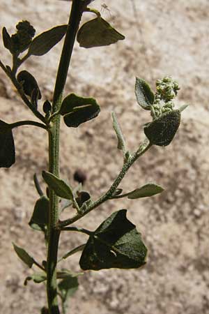 Chenopodium opulifolium \ Schneeballblttriger Gnsefu / Grey Goosefoot, GR Athen 26.8.2014