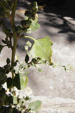 Chenopodium opulifolium \ Schneeballblttriger Gnsefu / Grey Goosefoot, GR Athen 26.8.2014