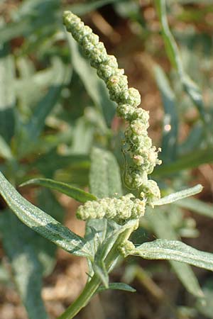 Chenopodium ficifolium \ Feigenblttriger Gnsefu / Fig-Leaved Goosefoot, GR Euboea (Evia), Neos Pirgos 29.8.2017